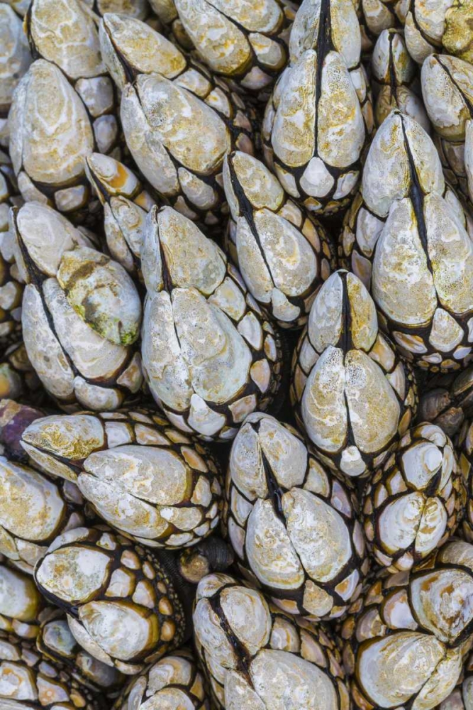 WA, Goose barnacles in Salt Creek Recreation Area